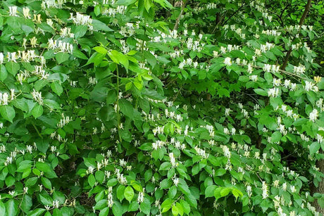 Invasive Plant Removal - April 28, 2025
