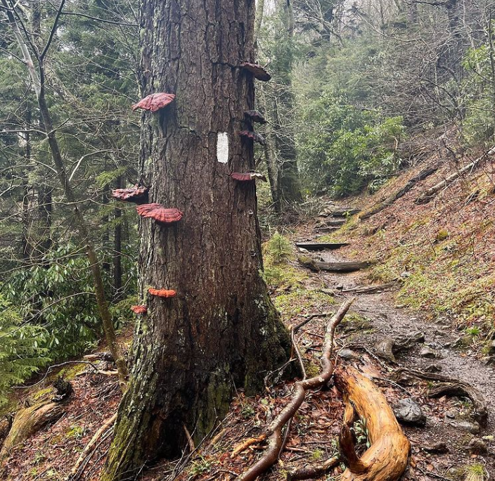 Mountainside Musings: Part Two