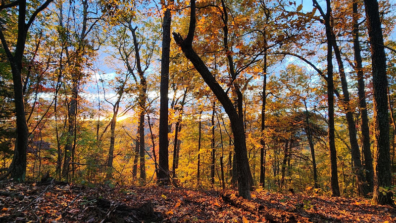 Advice from a Naturalist: Signal Knob in the Fall
