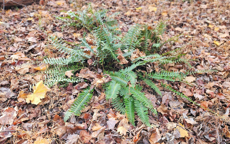 Advice from a Naturalist: Christmas Fern