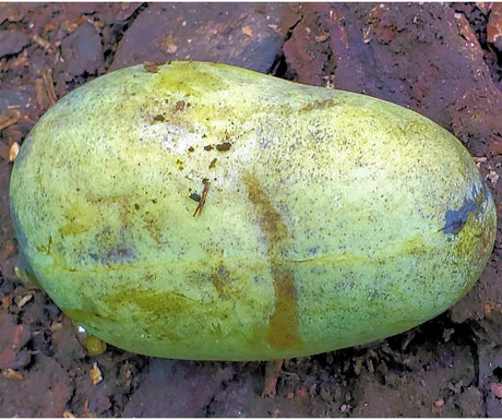 Native plants: Pick up a Pawpaw